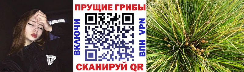 Купить закладки  Мичуринск  Галлюциногенные грибы прущие грибы 